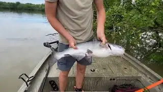 How to run limb lines to fill your freezer