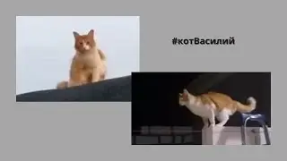 Васятка всегда на высоте. Полная версия 🐈😂 