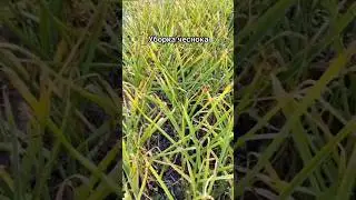 Уборка чеснока #чеснок#уборкачеснока#хештег #семенамаркет
