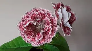 Глоксиния АК-Влюблённый Шекспир. Глоксиния из семян