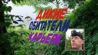 Дикие обитатели карьера.