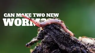 Does Cutting an Earthworm in Half Makes Two Worms?  Explained!