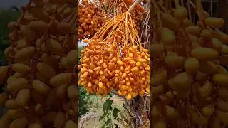 ଖଜୁରୀ😍😍 #efarmingodisha