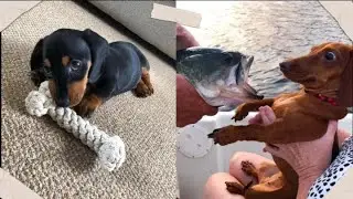 Compilação de dachshund - Vídeos engraçados e fofos salsicha- Dachshund compilation #1