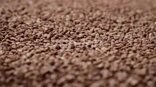 Raw Buckwheat Grains Rotate, Close-up | Stock Footage - Envato elements