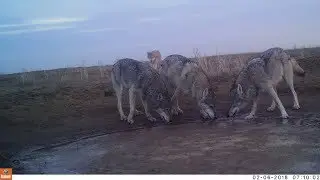 Степные волки.