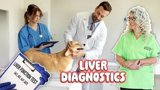 Evaluating Liver Function Using Lab Work