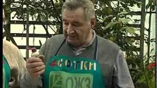 Начало выращивания рассады помидоров с ОЖЗ