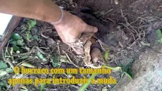 Como Plantar Muda de Bananeira(Banana Cara Economize Dinheiro)