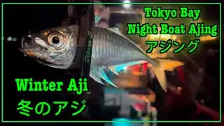 DQ Tokyo Bay Boat Ajing/ Night Ajing /Japan Winter Fishing/ 冬のアジ / アジング