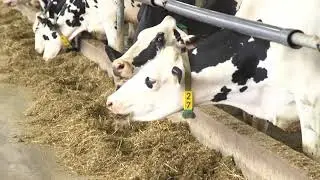 Loa De Mede Farms V2