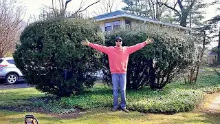 The Largest Cut Back I Have Ever Done!!