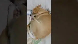 fluffy sleeping 😪