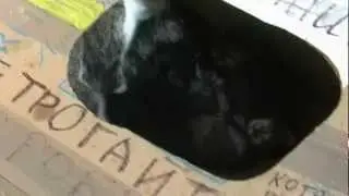 Кисы Кременчук 1