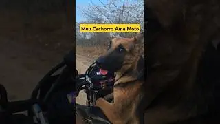 MEU CACHORRO AMA MOTO #shorts