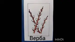 рисование вербы пушистой