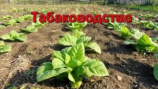 Обзор - Плантация Курительного Табака.