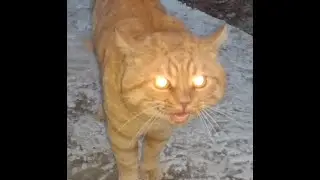 cat videos funny, cat meowing, video divertido