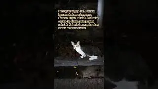 Mengunjungi kucing yg ada didepan sekolah