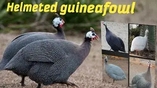 Helmeted guineafowl