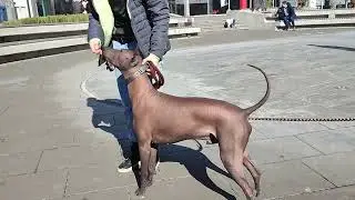A short xolo training in the city square (when the handling hall is not available)