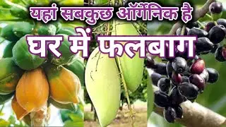 घर में फालबाग बनाए || यहां सबकुछ ऑर्गेनिक है ||