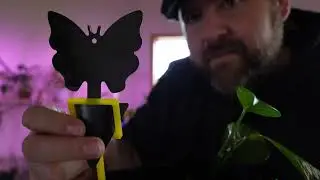 Indoor plant sticky traps for gnats and flies