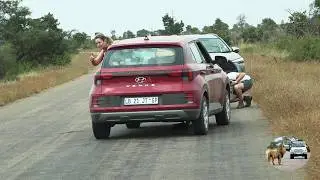 Abandoned Baby Honey Badger Hides Under Car From Predators In Kruger National Park.