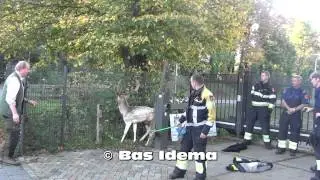 Hert vast in hek Santpoort Zuid; met een sierlijke sprong richting het weiland