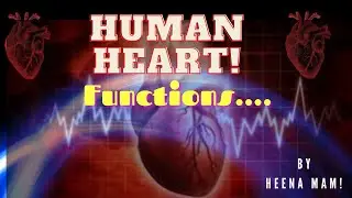 Human Heart and Function of Heart | Working of Human Heart | Structure of Human Heart | By Heena Mam
