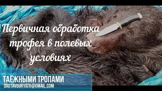 Первичная обработка трофея в полевых условиях на примере бурого медведя.