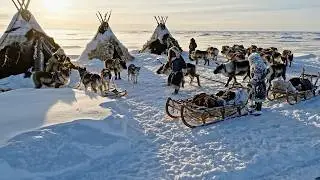 Life Between Ice and Sea — The Chukchi