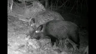 Wild boar  feeding and  nursing piglets. Bachyně -  krmení selat