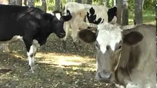 Домашняя ферма   Коровы