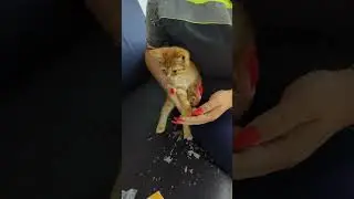 Антоху начали лечить! Всем привет рыжего пи*дюка)