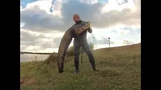 СОМ 34 кг ( catfish 34 kg )
