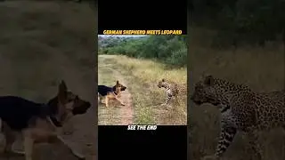 Leopard Attacks Every Dog—Until It Meets a German Shepherd! 