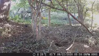 Trailcam captures visitors to our "back 40"