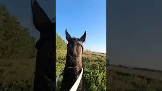 Когда решила снять красивое видео на лошади, но она чего то испугалась 😅 Знакомая ситуация?