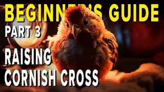HOW TO: Raising Meat Chickens PART 3: Your #1 Guide For First Time Chicken Farmers