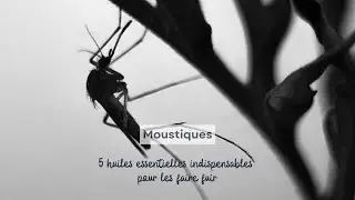 5 huiles essentielles indispensables pour faire fuir les moustiques