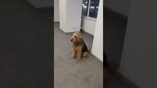 🐕‍🦺 СОБАКА Эрдельтерьер dog 