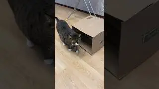 Много коту надо?