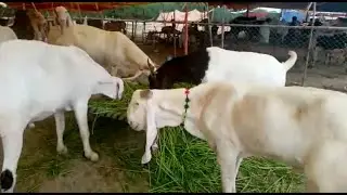 Faisalabad Heavyweight Bakra Mandi Update | Gulabi Goats in Faisalabad | Nagra Farm