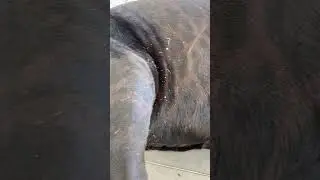 Bir panteri yakindan gördünüz mü ? Büyüleyici 😲🤔😲