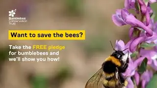 Make your FREE pledge to Bee the Change today!