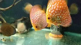 Карол дискус.