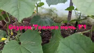 Темная ночь
