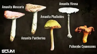 SCUM - Magic Mushrooms Are Scary