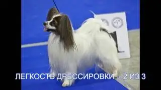 ПАПИЛЬОН